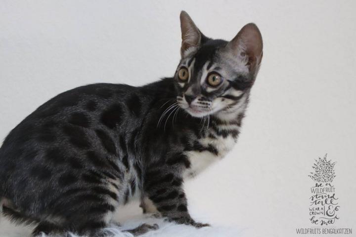 Bengal Kitten