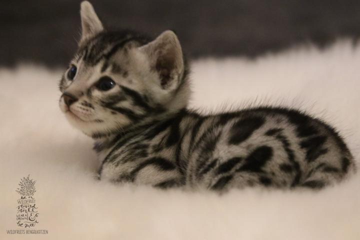 Bengal Kitten