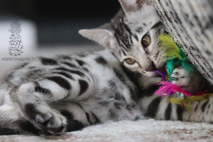 Bengal Kitten