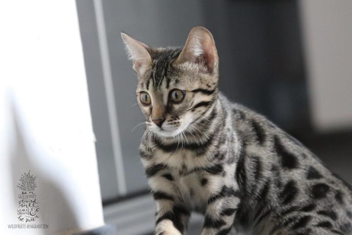 Bengal Kitten