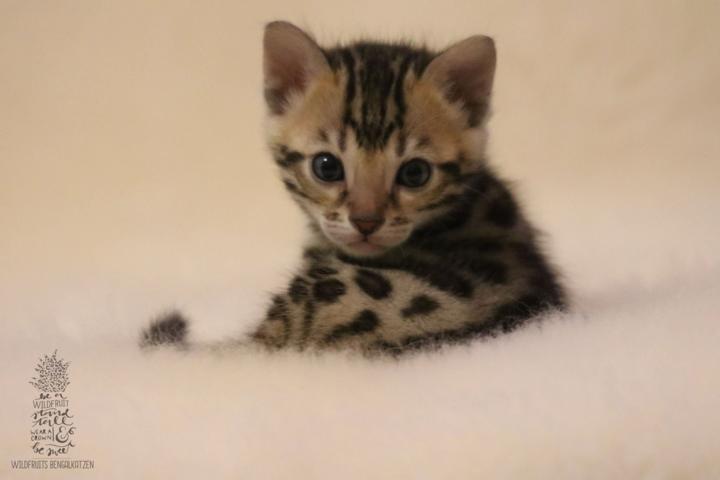 Bengal Kitten