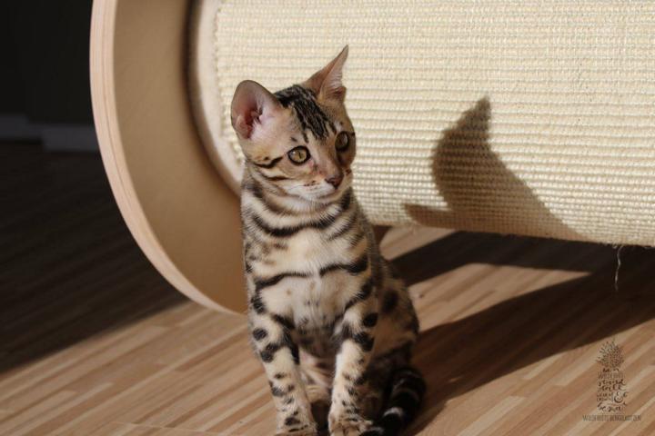 Bengal Kitten