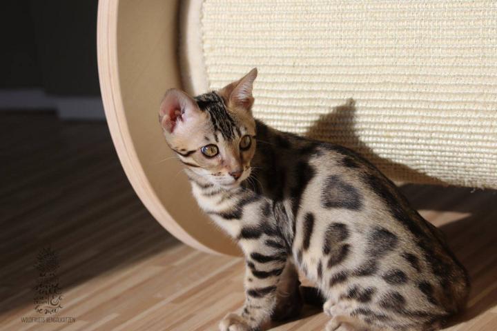 Bengal Kitten