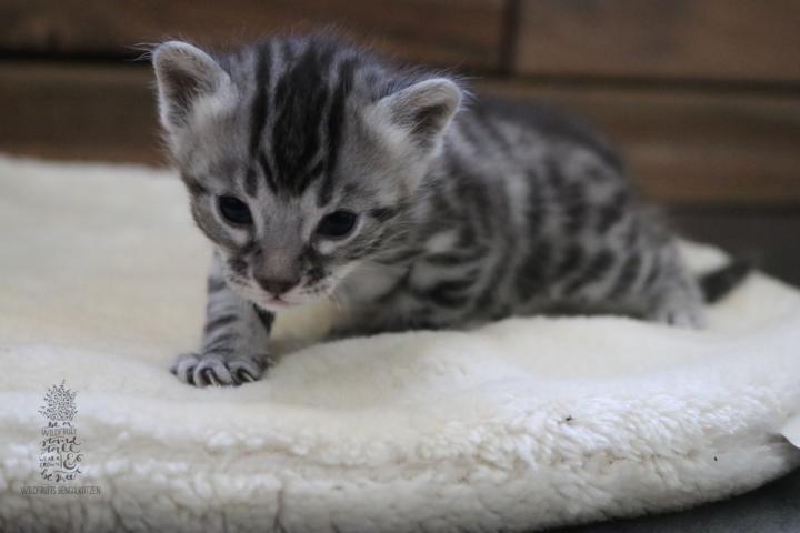 Bengal Kitten