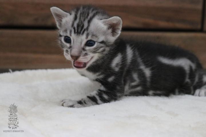 Bengal Kitten