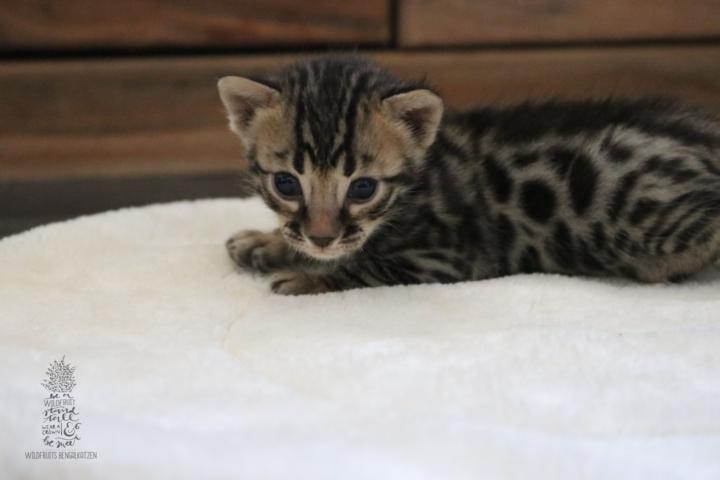 Bengal Kitten