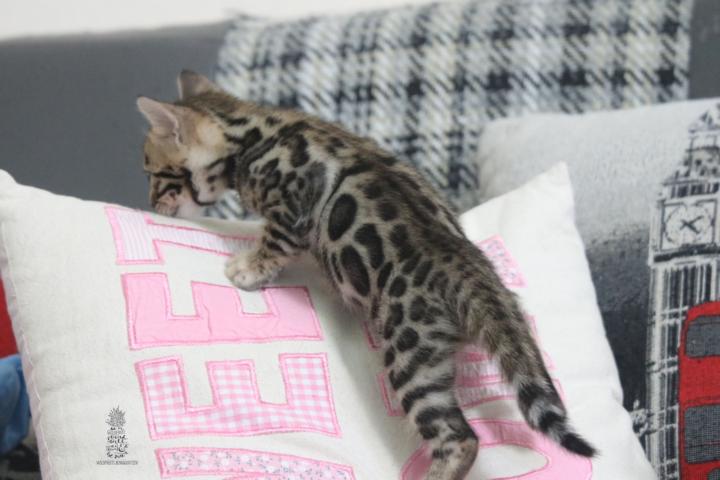 Bengal Kitten