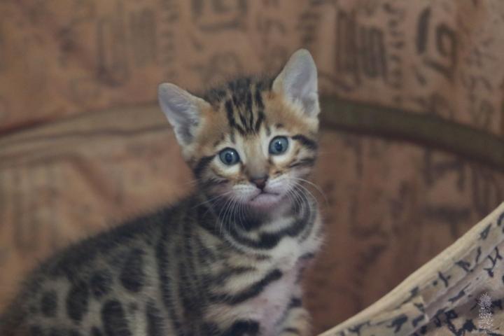 Bengal Kitten