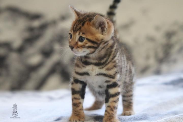 Bengal Kitten