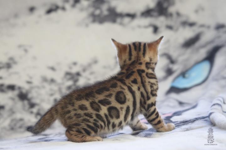 Bengal Kitten