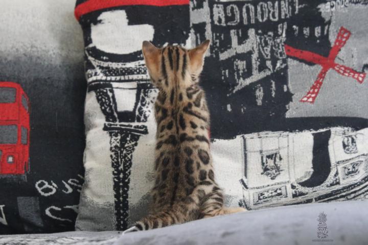 Bengal Kitten