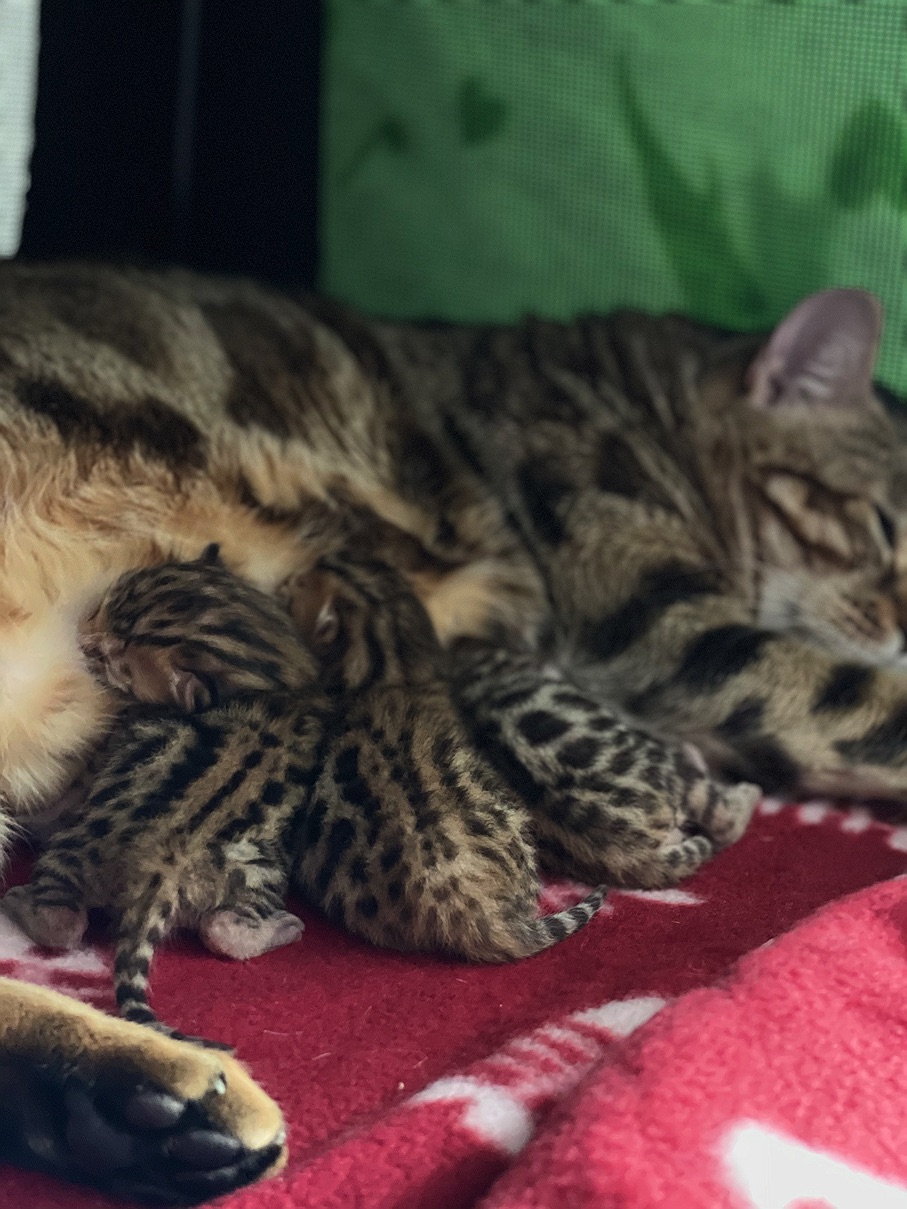 Bengal Kitten