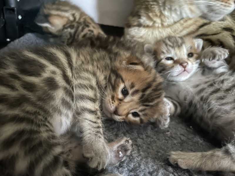 Bengal Kitten