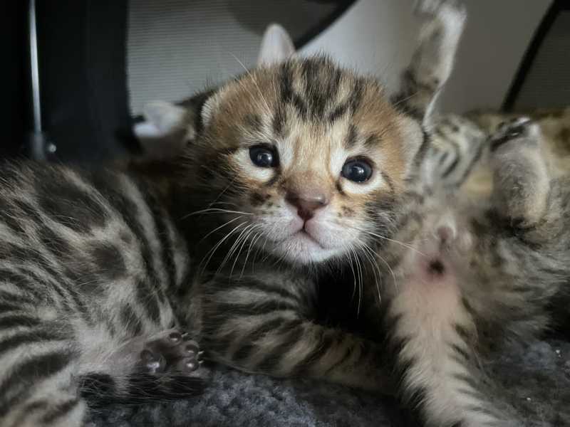 Bengal Kitten