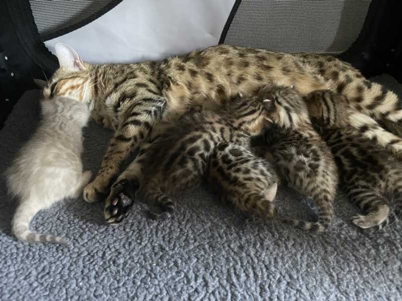 Bengal Kitten