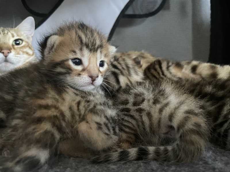 Bengal Kitten