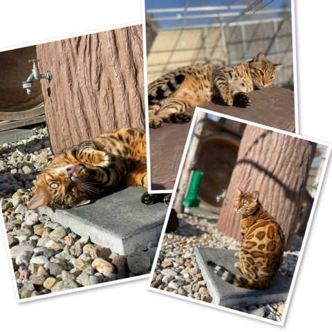 Maya und Vegas