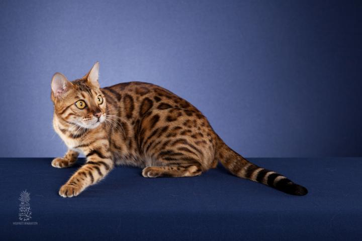 Bengal Katze