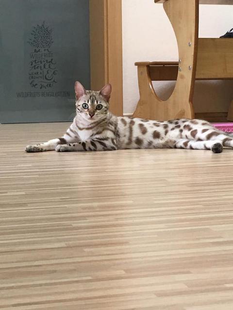 Bengal Katze