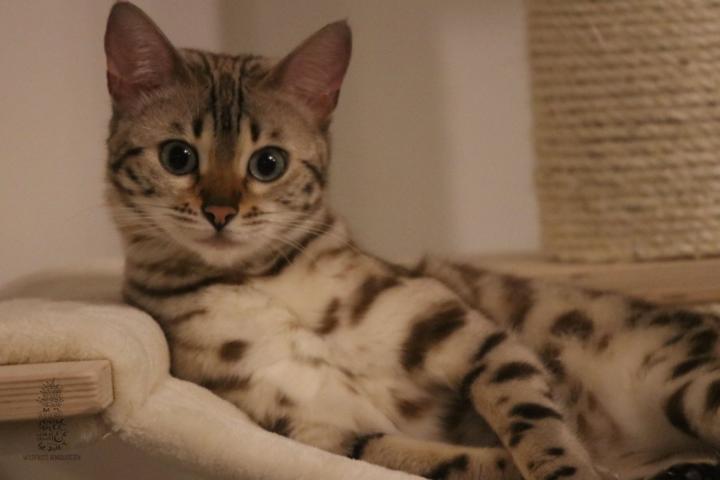 Bengal Katze