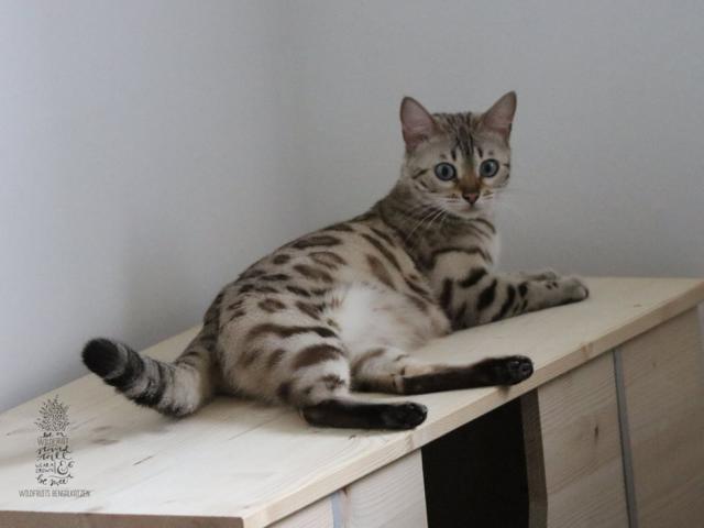 Bengal Katze