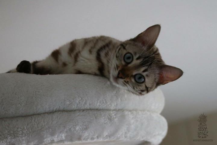 Bengal Katze