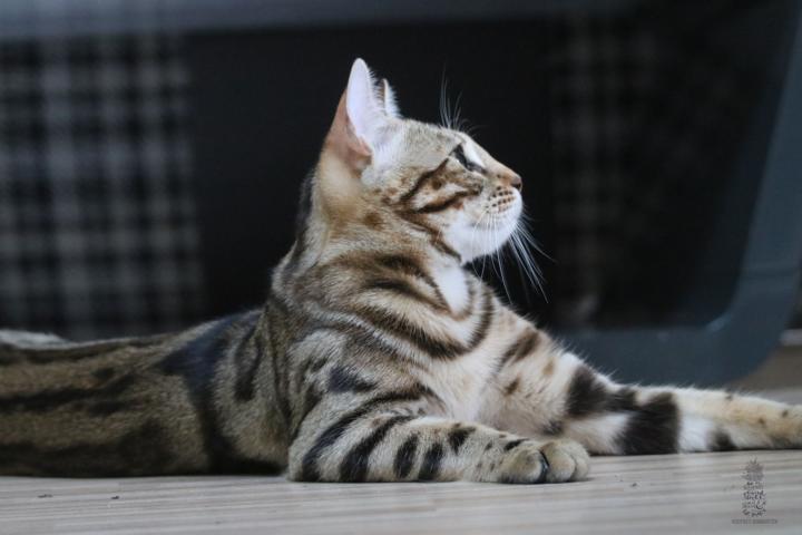 Bengal Katze