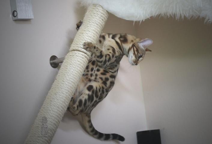 Bengal Katze