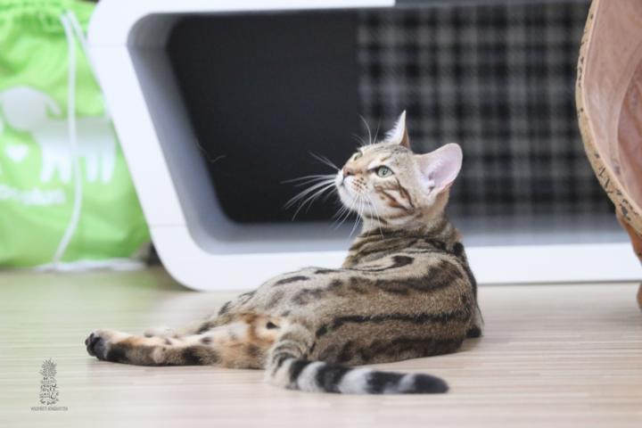 Bengal Katze