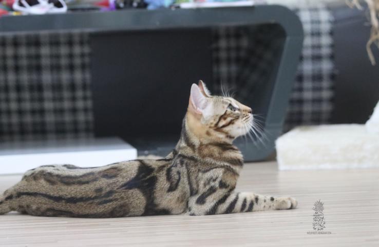 Bengal Katze