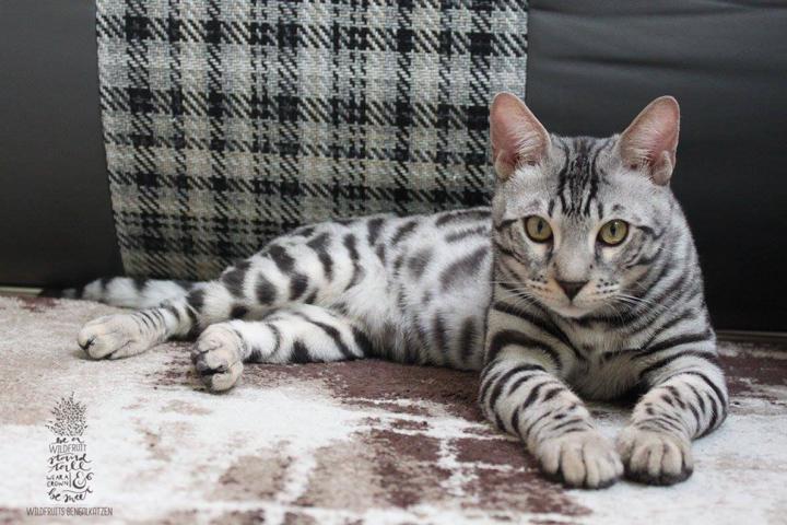 Bengal Kater