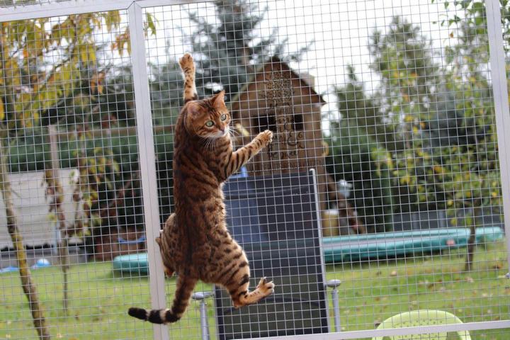 Bengal Katze