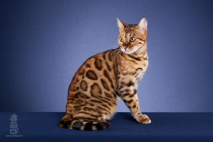 Bengal Katze