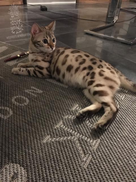 Bengal Katze