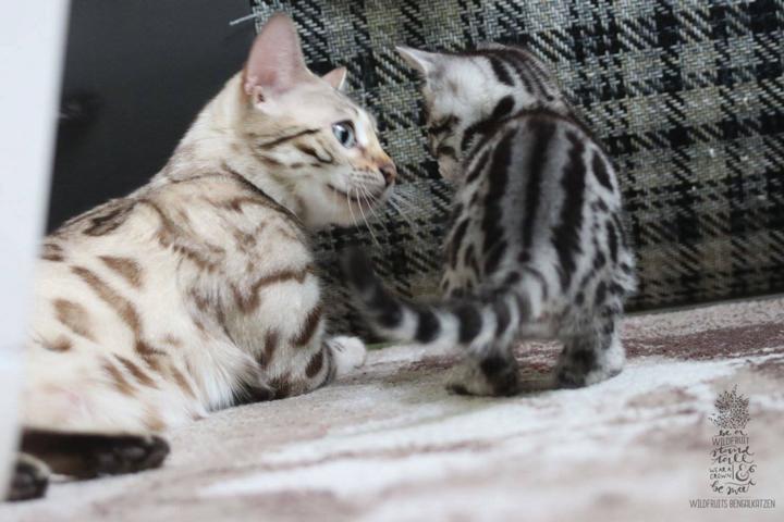 Bengal Kitten