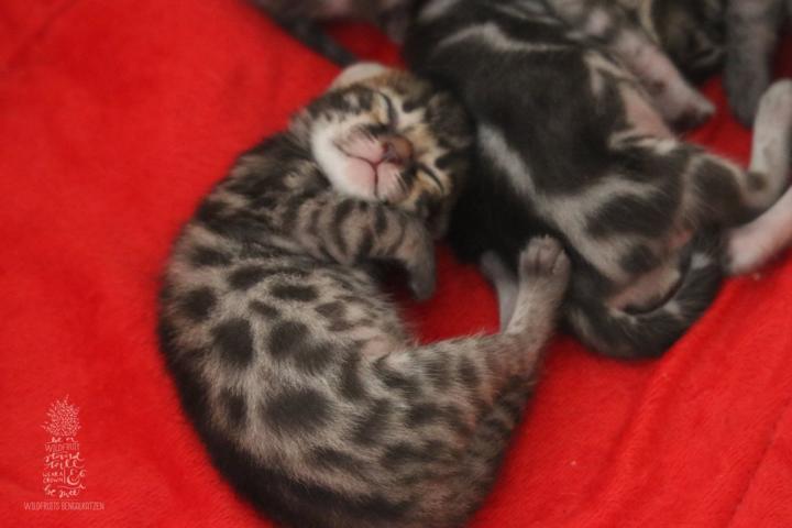 Bengal Katze